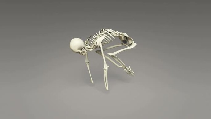 人体骨骼的瑜伽鹤姿势