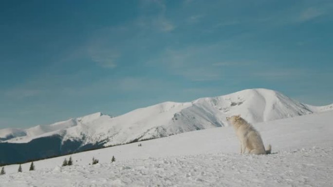 雪山背景上的白色吠叫狗。