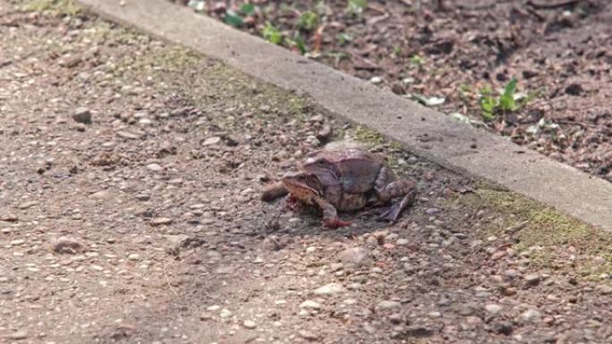 在城市公园小巷的繁殖季节，一对欧洲普通蟾蜍青蛙交配