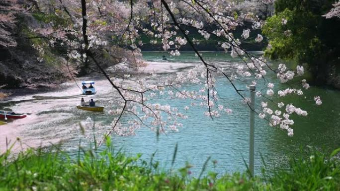 樱花花瓣落在东京的Chidorigafuchi公园公园