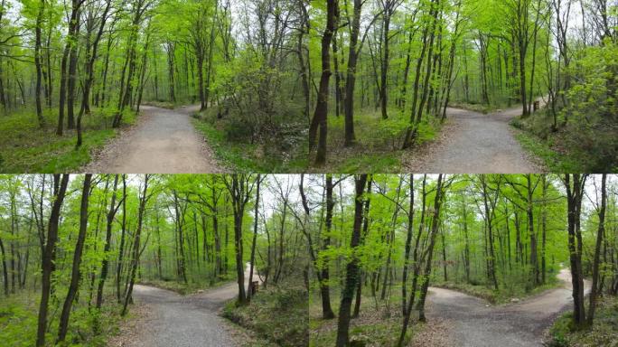 春天的森林。春天的绿色森林。森林中的步行道。净零碳或碳中和概念。国际森林日。