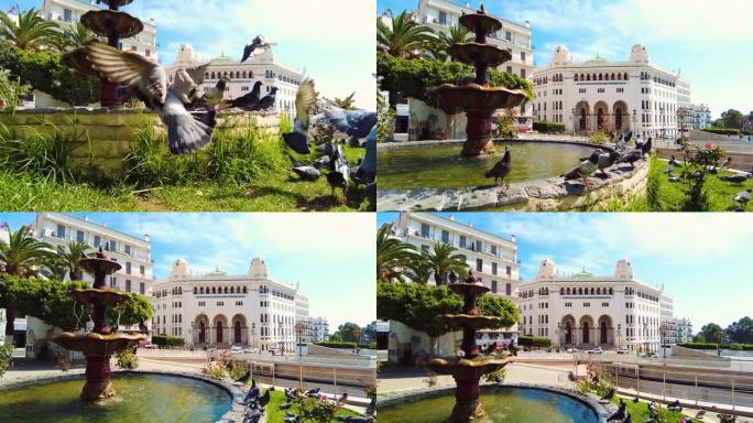 喷泉中的鸽子和背景中的阿尔及尔大邮局
