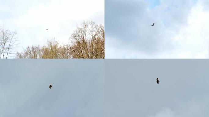一只鹰在天空的背景下展翅飞翔。鹰隼总计划