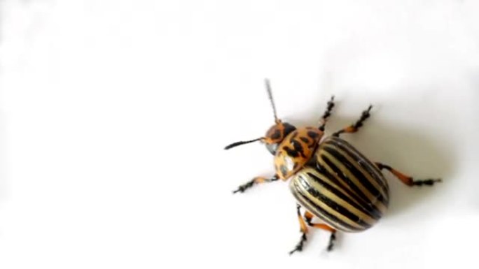 科罗拉多甲虫