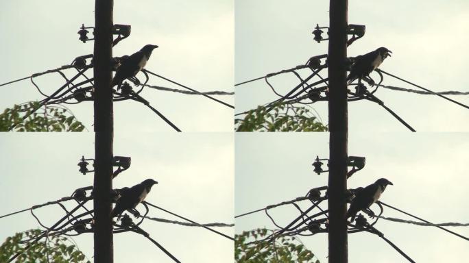 马拉维: 老式电线杆上的乌鸦