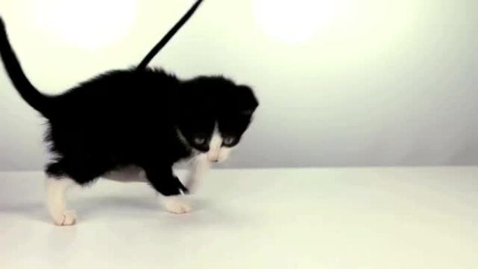 小猫玩绳子