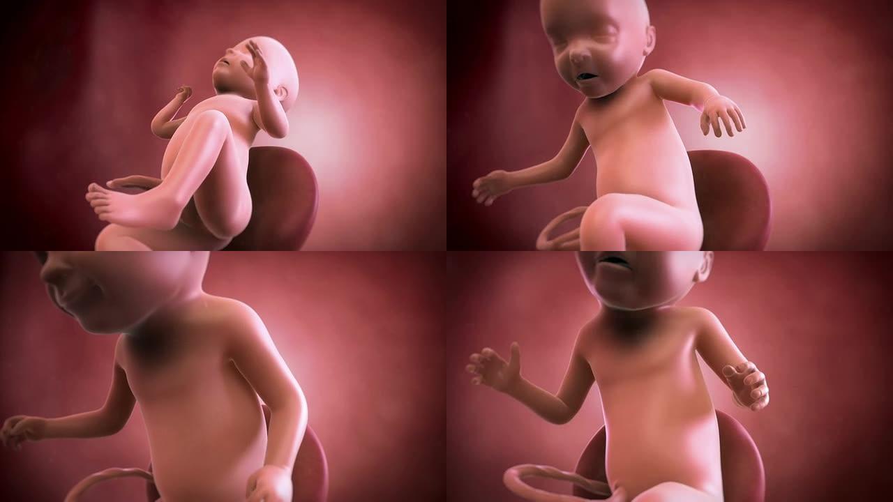 胎儿动画-第31周