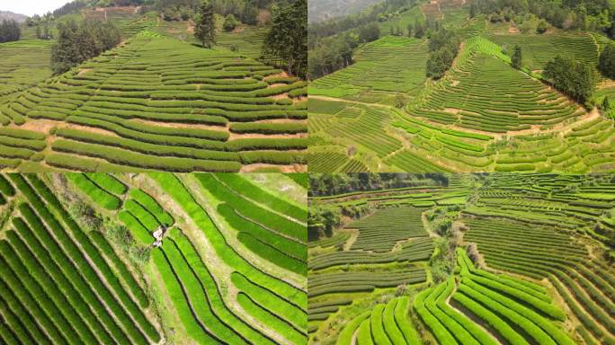 武夷山岩茶大红袍茶山航拍4场景