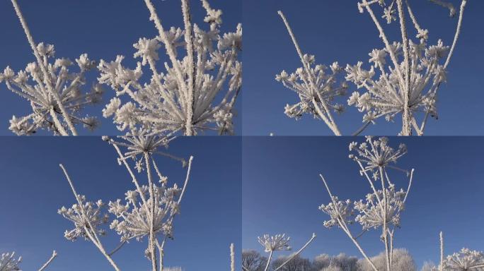 植物上美丽的冬季白霜霜霜