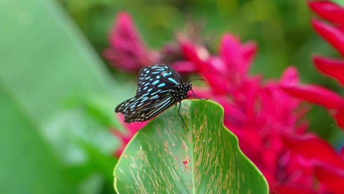 马来西亚的热带蝴蝶天堂。开花植物中的热带彩色蝴蝶。“Parantica aglea”，或玻璃状老虎。