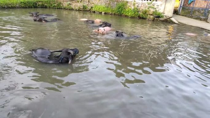 当地水牛团体在池塘中沐浴