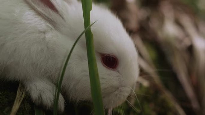 森林中的白色兔子包三。