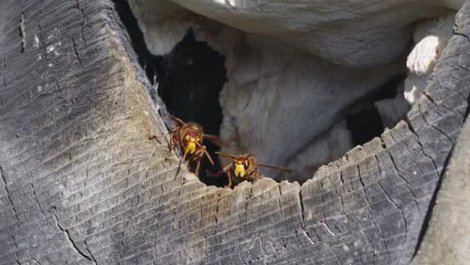 欧洲大黄蜂昆虫从巢中出去并四处飞行的宏观镜头