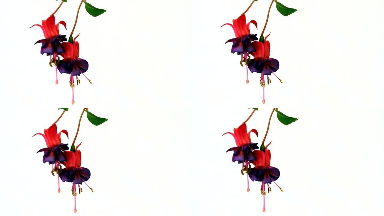 双花紫红色花朵