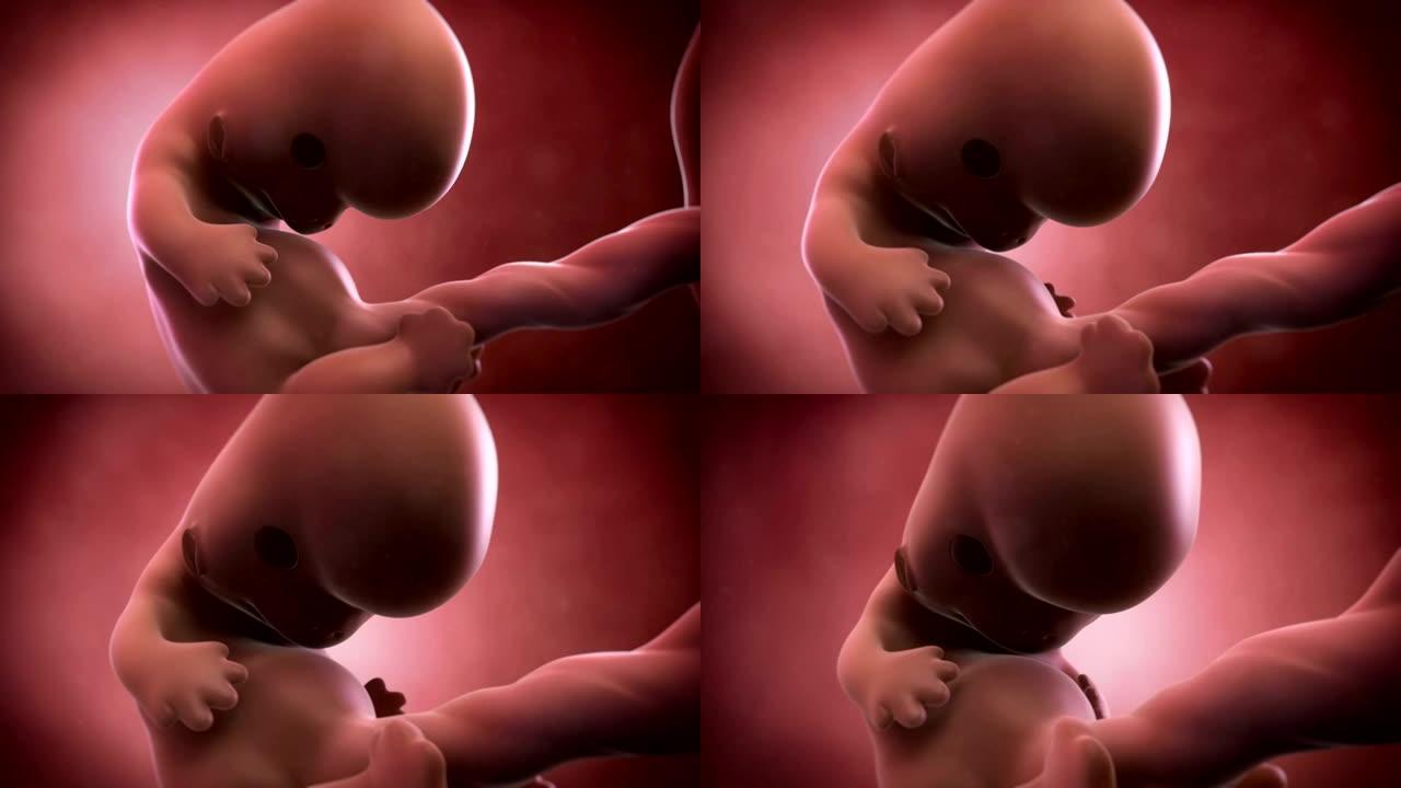 胎儿动画-第8周胎儿动画-第8周