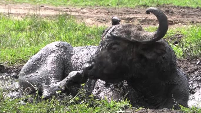洗泥区的一头水牛在抓挠自己。
