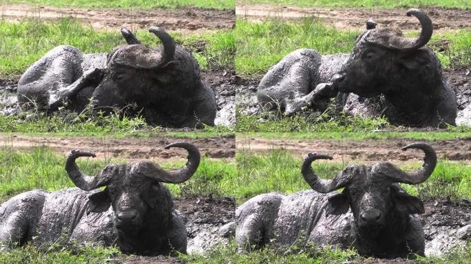 洗泥区的一头水牛在抓挠自己。