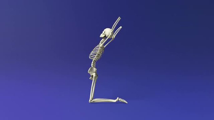 人体骨骼的瑜伽骆驼姿势