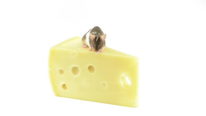 老鼠吃一块奶酪