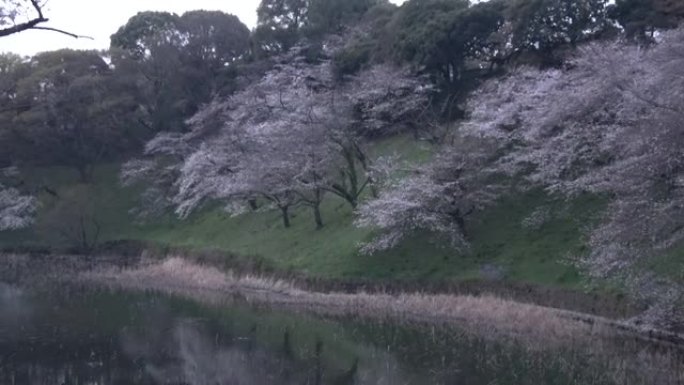 Chidorigafuchi樱花清晨，东京日本2023