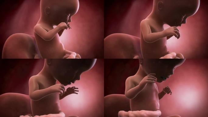 胎儿动画-第17周