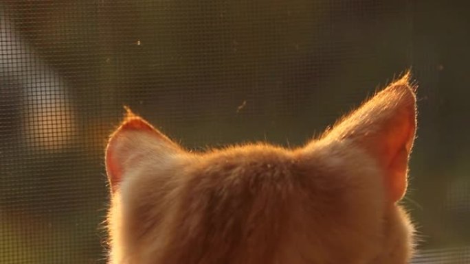太阳下的猫耳特写。猫在晒太阳。