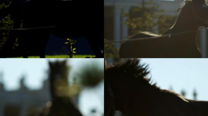 一匹美丽的运动马正在疾驰。摄像机从蹄脚到头部的过渡，带有跳跃的鬃毛。鬃毛正在发育。一匹黑马在跑。散焦