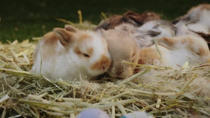 小兔子在窝里，有妈妈毛皮和干草
