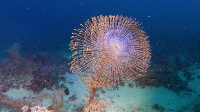 海洋生物-海虫-螺旋图-在水下深处