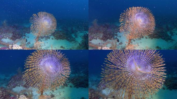 海洋生物-海虫-螺旋图-在水下深处