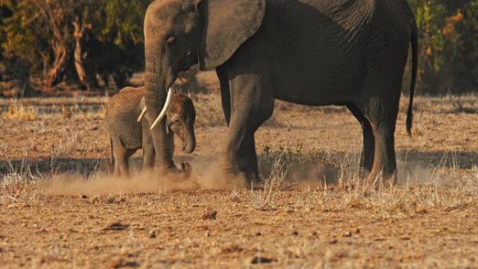 慢动作成熟的大象保护性地站在一只小象旁边，两者都从地面上吃掉干燥的植物。纪录片