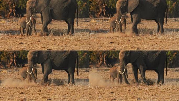 慢动作成熟的大象保护性地站在一只小象旁边，两者都从地面上吃掉干燥的植物。纪录片