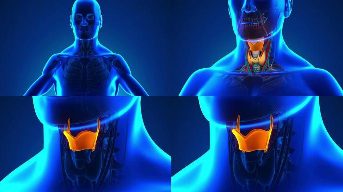 人体喉部的解剖 -- 医用x线扫描