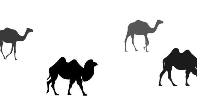 步行骆驼