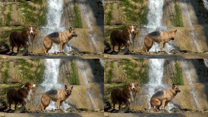 温暖阳光明媚的春日，两只纯种狗在森林的瀑布附近行走。山河和两名澳大利亚和德国牧羊人一起摆姿势。4k慢