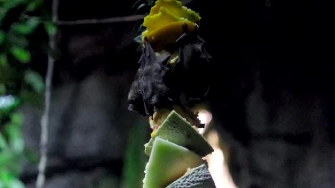蝙蝠吃倒挂的水果一只大蝙蝠飞起来找不到地方依附飞走万圣节恐惧背景动物乐趣野生世界生活温哥华水族馆，加
