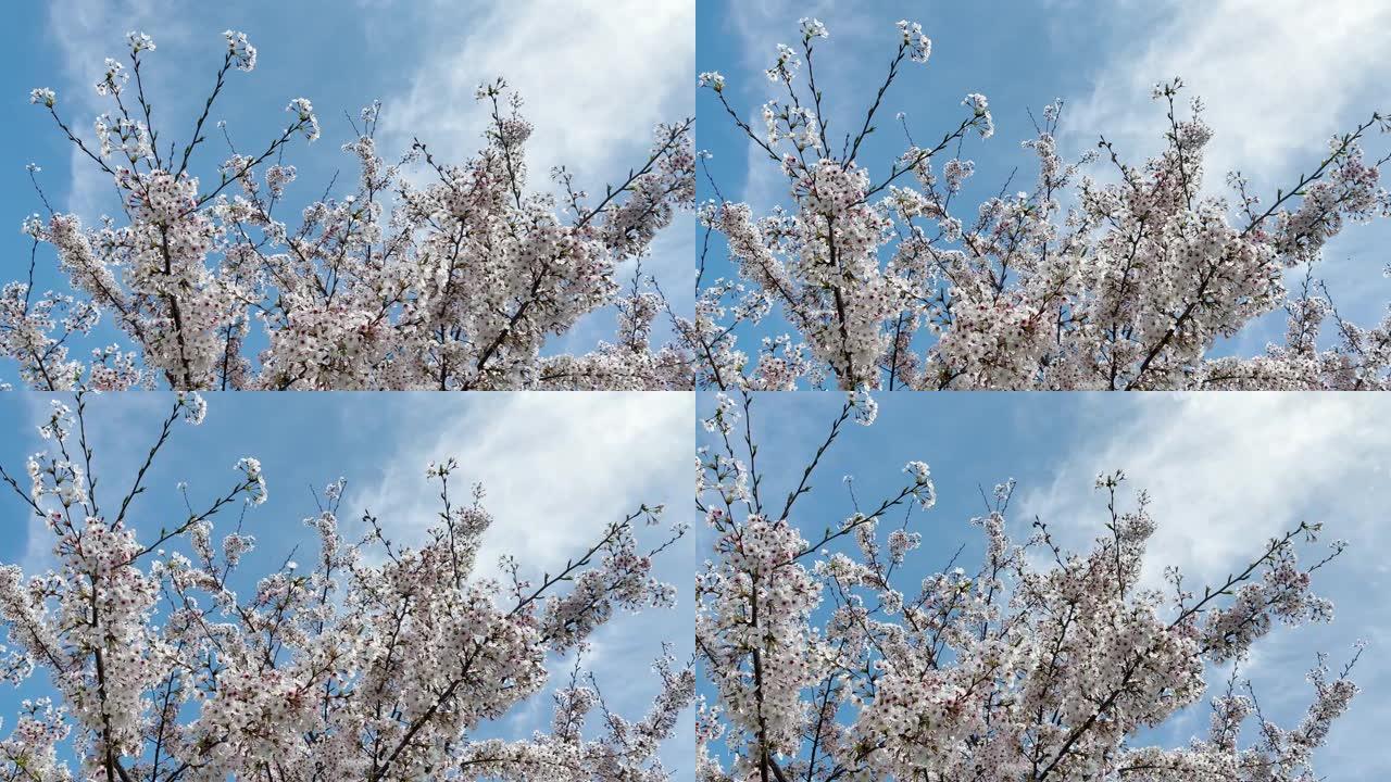 樱花梅花在风中摇曳，碧蓝的春空