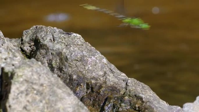 绿色蛇尾蜻蜓的慢动作