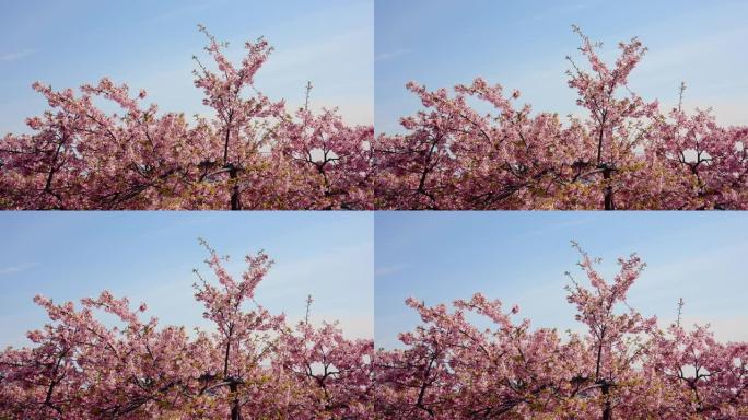 4K，缓慢，美丽的浅粉色樱花看起来清新舒适，美丽的樱花是冬天樱花盛开的气氛，今天天空晴朗，气氛良好。