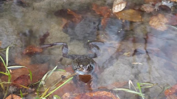 青蛙和它们的鱼子酱在泉水池塘的水中。