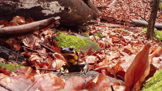 早春时节，在喀尔巴阡山区的森林里，蝾螈爬在褐色腐烂的树叶上，亮黄色的斑点，蝾螈躲在树叶中