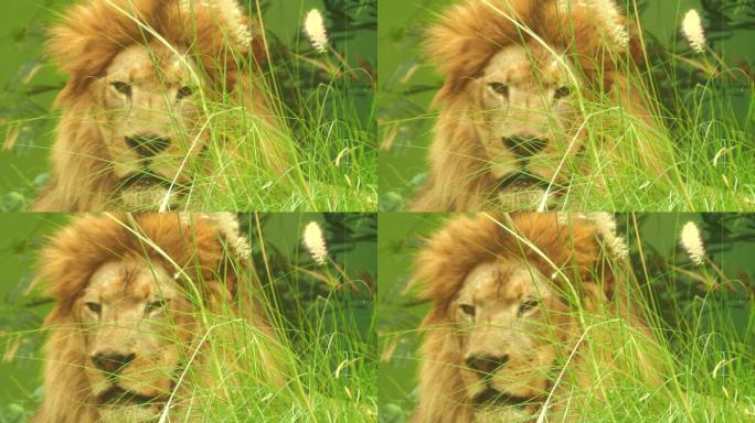 灌木丛后面模糊的狮子脸