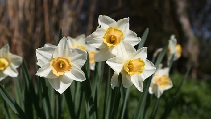 水仙花，缩小