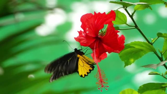 马来西亚的热带蝴蝶天堂。开花植物中的热带彩色蝴蝶。“Troides rhadamantus”，或金色