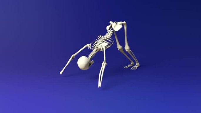 人类骨骼的朝下的狗姿势