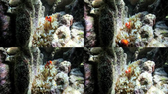 海葵上的海葵鱼 (雀鲷) 或小丑鱼