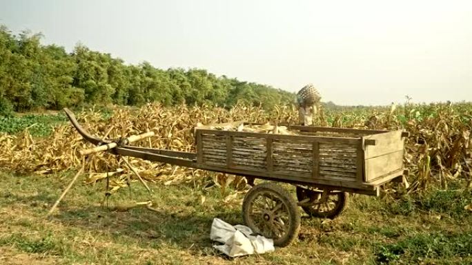 农民背着一篮子玉米，然后装进手推车