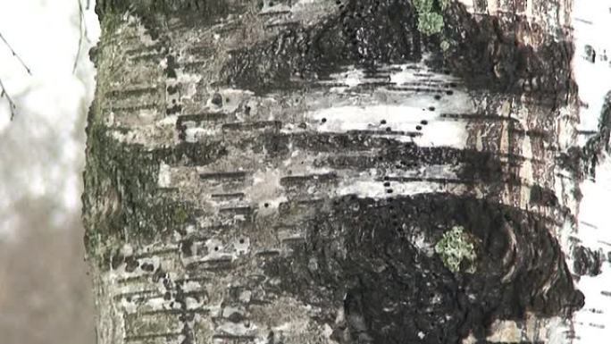 冬季桦树的纹理，特写 (HD 1080/60i)