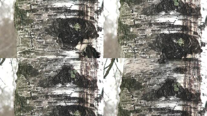 冬季桦树的纹理，特写 (HD 1080/60i)