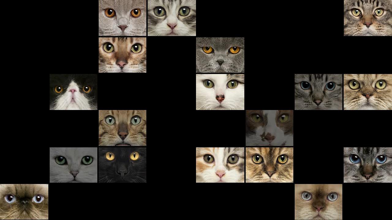 猫的图片组成